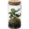 Tropical Weck Glas von Ecoworld