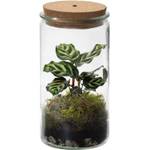 Ecoworld Tropical Weck Glas