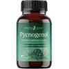 Pycnogenol Pinienrindenextrakt von Effective Nature