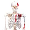 Muskelskelett von Elementary Anatomy