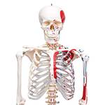 Elementary Anatomy Muskelskelett