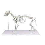 Erler-Zimmer Hundeskelett