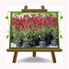 Glanzmispel von Euro Plants Vivai