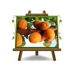 Euro Plants Vivai Sungiant Aprikosen