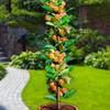 Aprikosenbaum von Europa Green