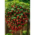 Europa Green Klettererdbeere