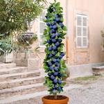 Europa Green Pflaumenbaum