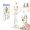 Anatomie Skelett von Evotech Scientific