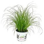 Exotenherz 05122014656