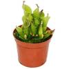 Heliamphora von exotenherz
