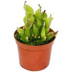 Exotenherz  Heliamphora