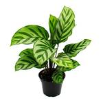 Exotenherz 123317052018