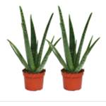 Exotenherz Aloe vera