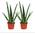 Aloe vera 09042015681 von exotenherz