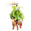 Nepenthes alata von exotenherz