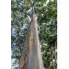 Regenbogen Eukalyptus von exoticsamen.com PREMIUM QUALITY SEEDS