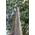 Regenbogen Eukalyptus von exoticsamen.com PREMIUM QUALITY SEEDS