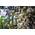 Zitronen Eukalyptus von exoticsamen.com PREMIUM QUALITY SEEDS