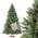 Nordmanntanne Premium von FairyTrees