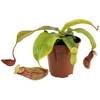 Nepenthes 'Gaya' von Fangblatt