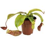 Fangblatt Nepenthes 'Gaya'