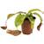 Fangblatt Nepenthes 'Gaya'