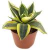 Sansevieria trifasciata 'Golden Hahnii' von Fangblatt