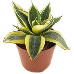 Fangblatt Sansevieria trifasciata Golden Hahnii