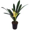 seltene Clivia von Fangblatt