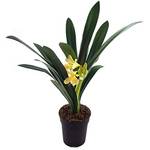 Fangblatt seltene Clivia