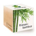 Feel Green Riesenbambus