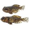 GOBYone Gummifische von Fishn