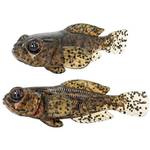 FISHN GOBYone Gummifische