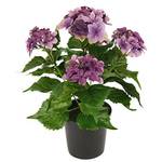 Flair Flower 087515V