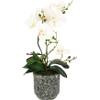 Schmetterling Orchidee von Flair Flower