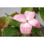 Floranza Cornus kousa chinensis Satomi