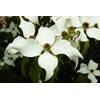 Cornus kousa chinensis von Floranza