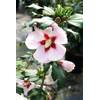 Hibiskus Hamabo von Floranza