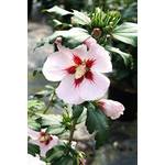 Floranza Hibiskus Hamabo