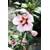 Floranza Hibiskus Hamabo