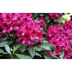 Floranza Rhododendron Nova Zembla