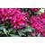 Floranza Rhododendron Nova Zembla