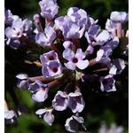 Floranza Schmetterlingsflieder