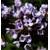 Floranza Schmetterlingsflieder