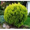 Thuja occidentalis Danica von Floranza
