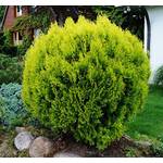 Floranza Thuja occidentalis Danica