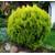 Floranza Thuja occidentalis Danica