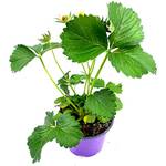 Florapartner Klettererdbeere Elan