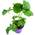Klettererdbeere Elan von Florapartner