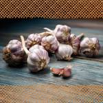 Flortus Winterpflanzknoblauch Ljubascha